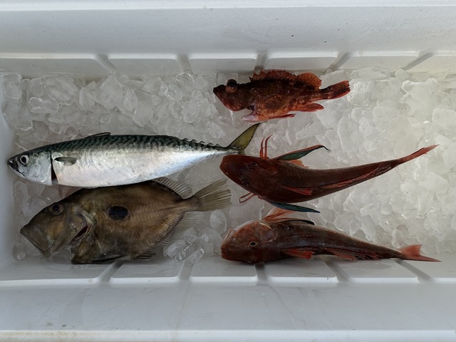 サバ(マサバ)・カサゴ・ホウボウ・マトウダイ