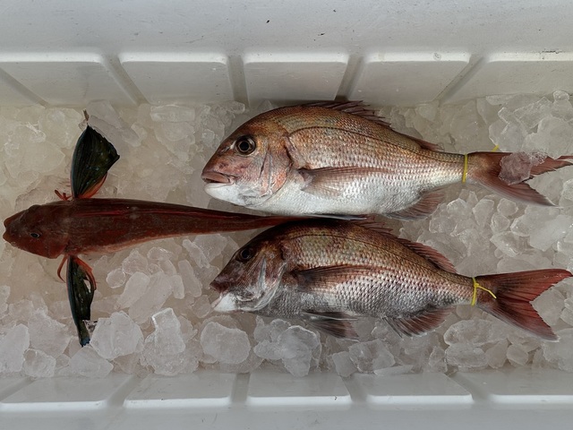 マダイ・ホウボウ