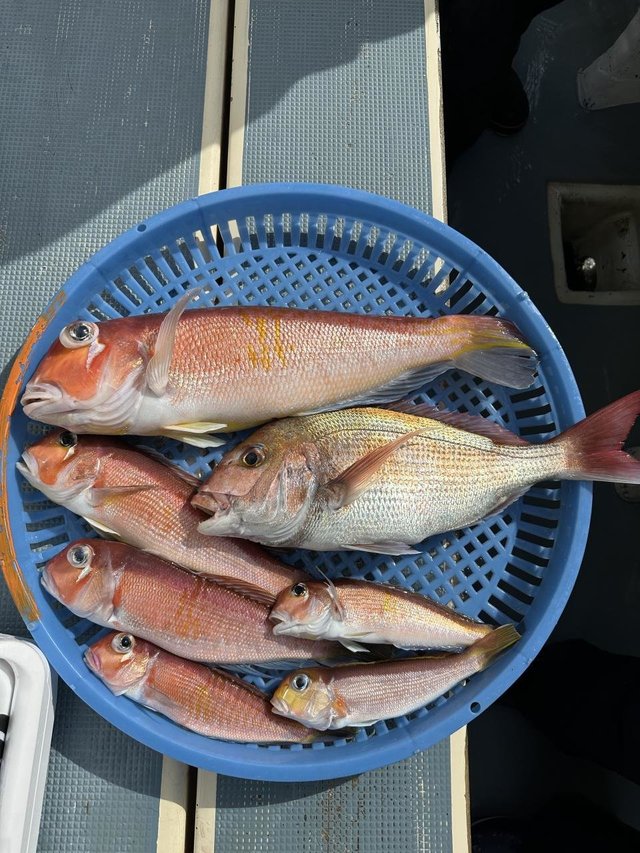 マダイ・アマダイ(アカアマダイ)・キアマダイ