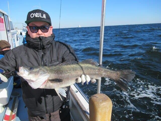 シーバス(スズキ)