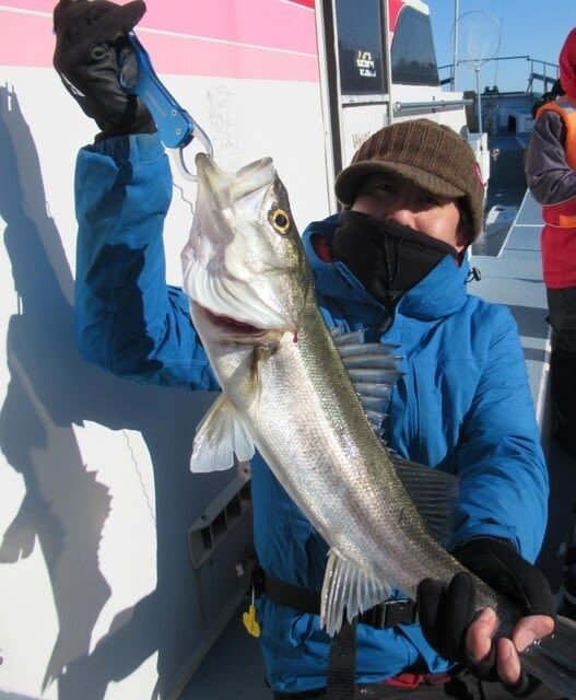 シーバス(スズキ)