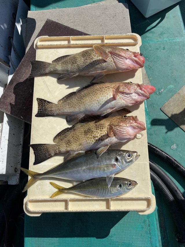 オオモンハタ・アジ(マアジ)