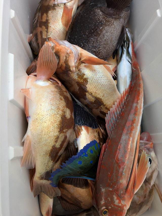 ウスメバル・ホウボウ