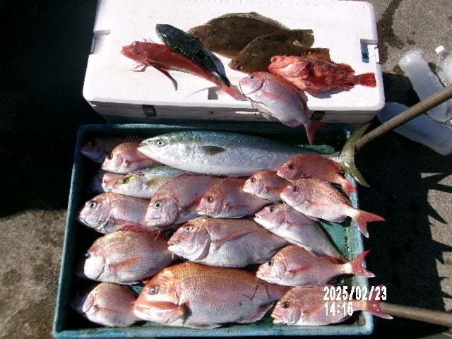 マダイ・ハナダイ(チダイ)