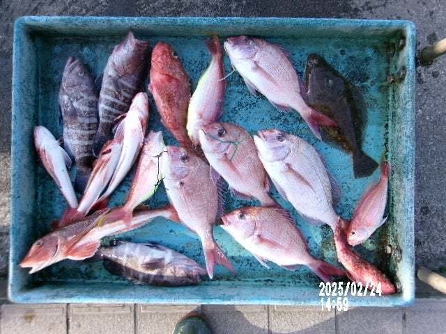 マダイ・マハタ・イトヨリ(イトヨリダイ)・オニカサゴ・ホウボウ