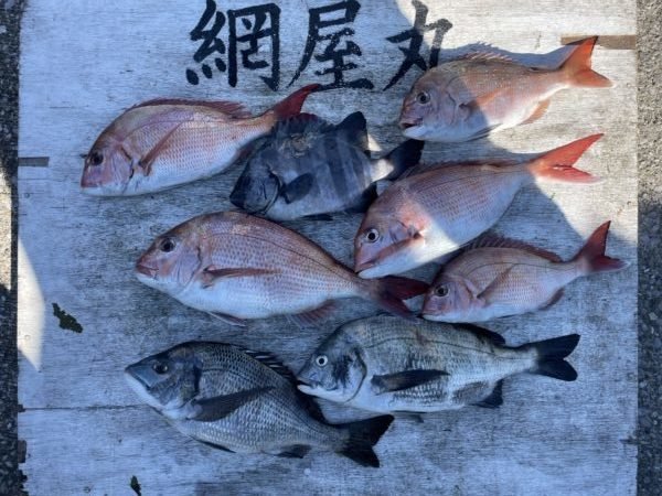 マダイ・クロダイ・イシダイ