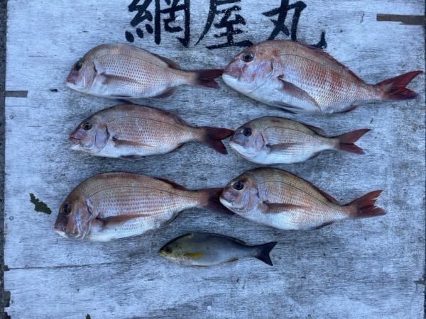 マダイ・イサキ