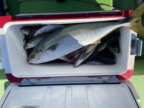 アジ(マアジ)・ワラサ(ブリ)