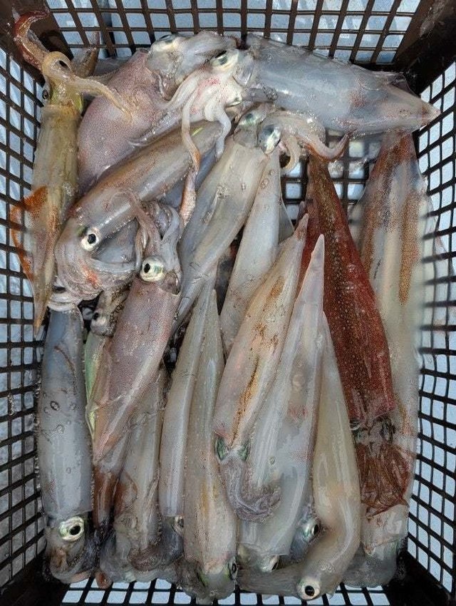 ケンサキイカ・ヤリイカ・スルメイカ