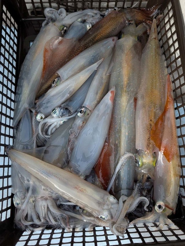 ケンサキイカ・ヤリイカ・スルメイカ