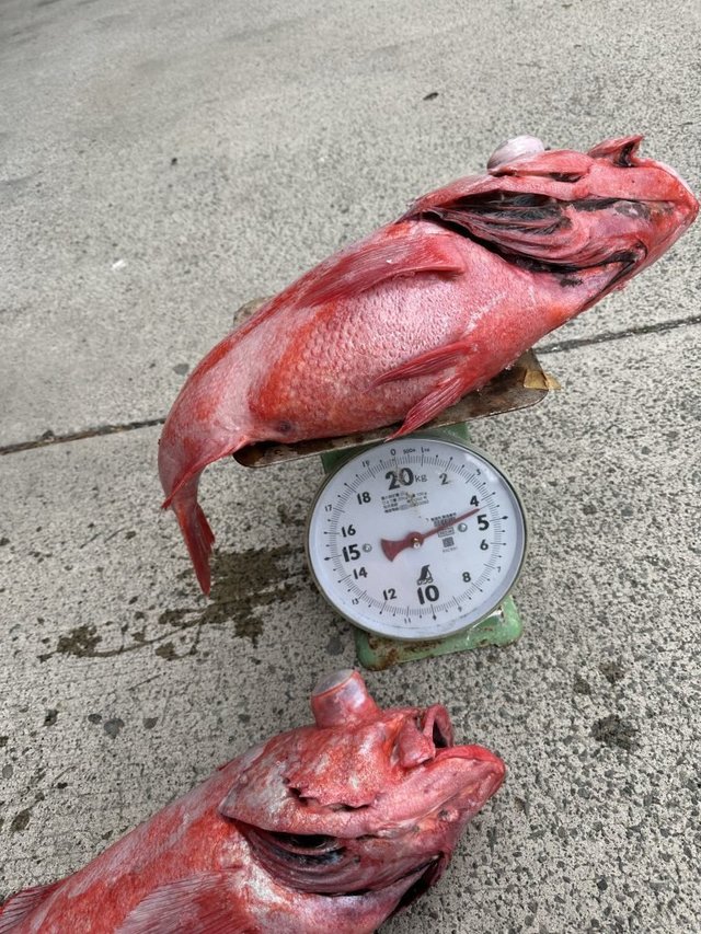 ベニアコウ(オオサガ)