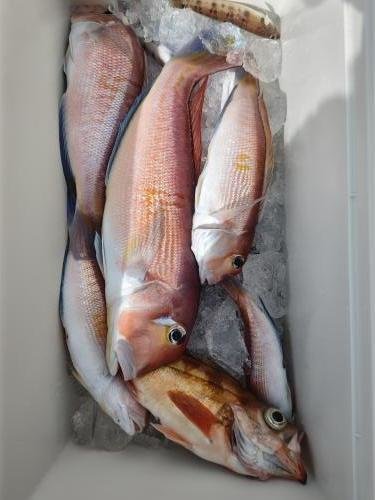 アマダイ(アカアマダイ)・メバル