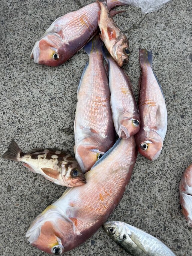 アマダイ(アカアマダイ)