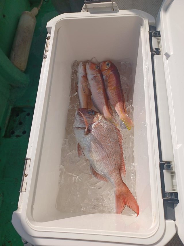 マダイ・アマダイ(アカアマダイ)