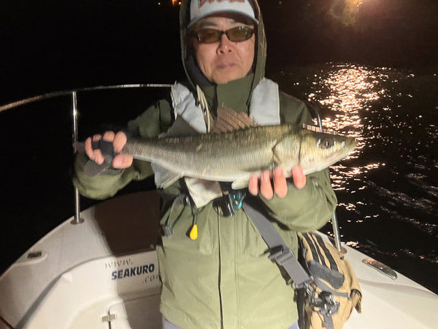 シーバス(スズキ)