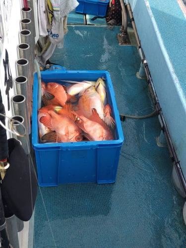 キントキ(チカメキントキ)