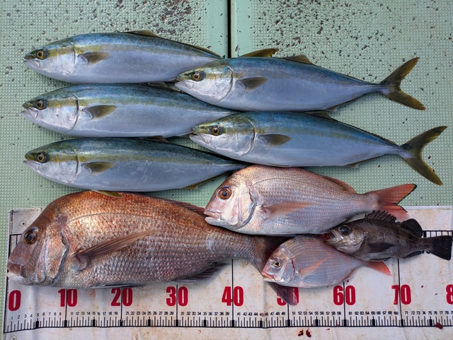 タイ(マダイ)・ハマチ(ブリ)