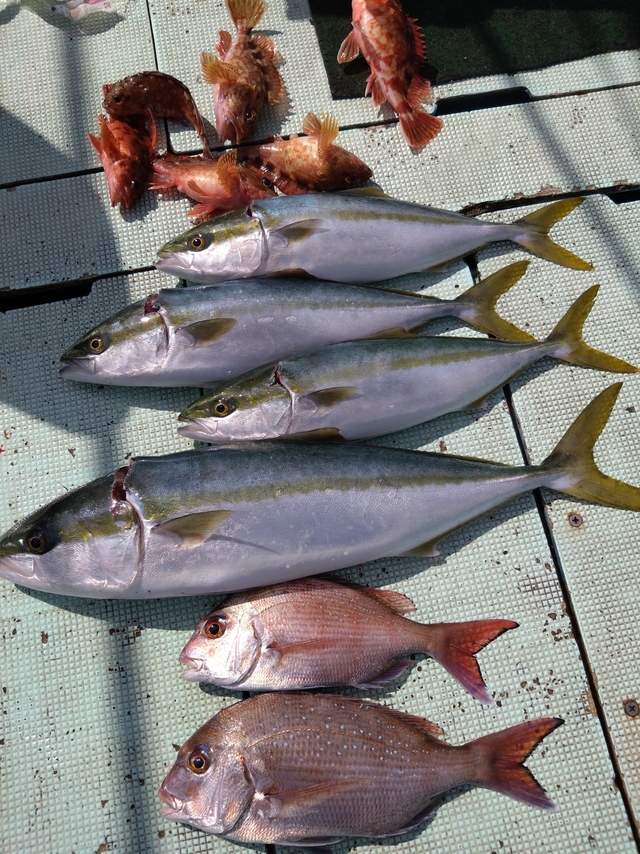 タイ(マダイ)・ハマチ(ブリ)・メジロ(ブリ)