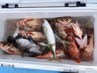 アジ(マアジ)・メバル・ハタ(マハタ)