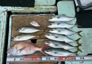 マダイ・マアジ・ハマチ(ブリ)