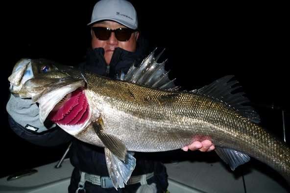 シーバス(スズキ)