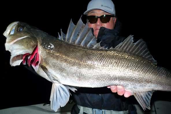 シーバス(スズキ)