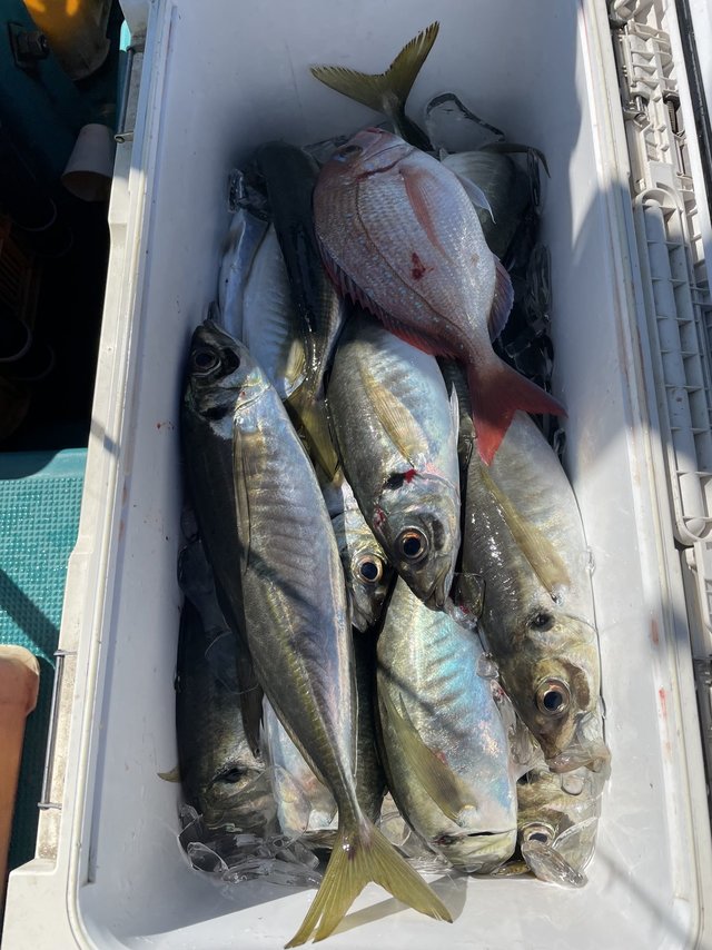 マダイ・マアジ