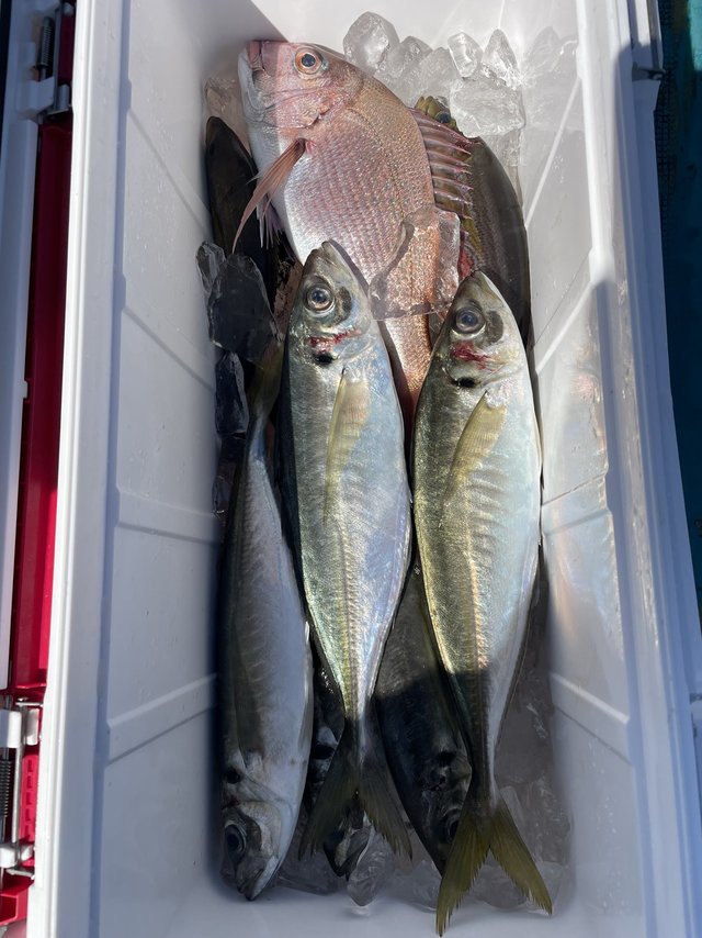 マダイ・マアジ