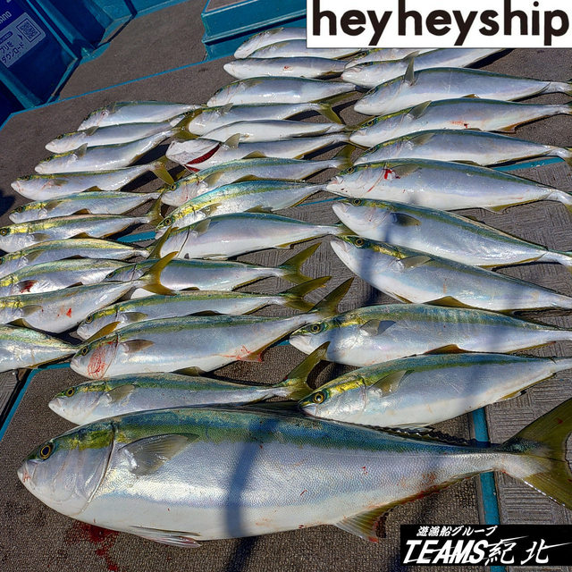 ブリ・ハマチ(ブリ)