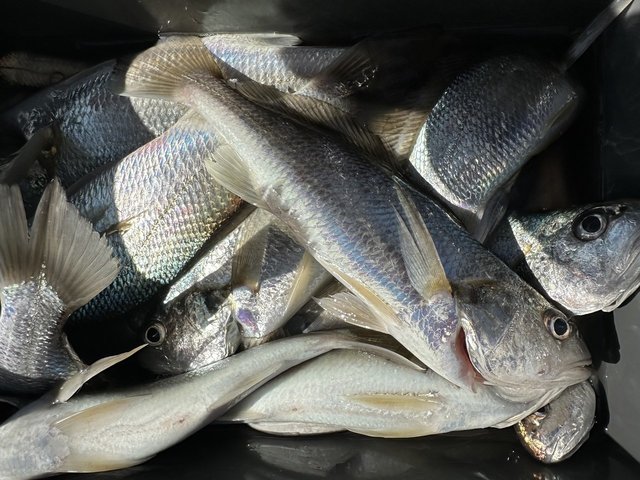 イシモチ(シログチ)