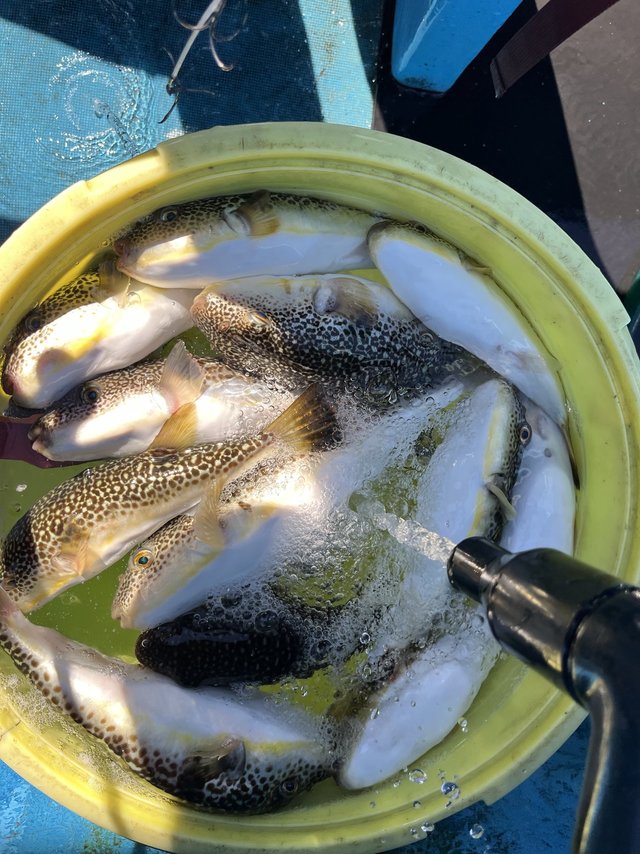 ショウサイフグ