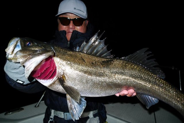 シーバス(スズキ)