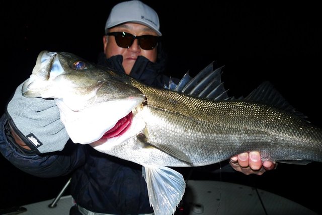 シーバス(スズキ)