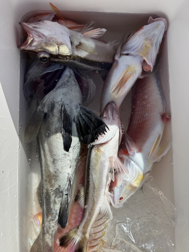 アマダイ(アカアマダイ)