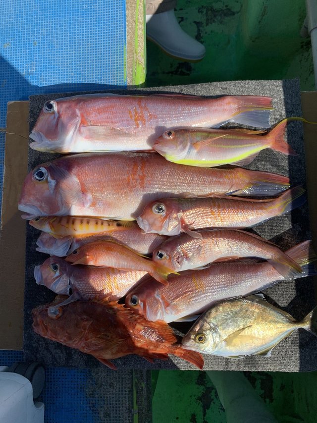 アマダイ(アカアマダイ)