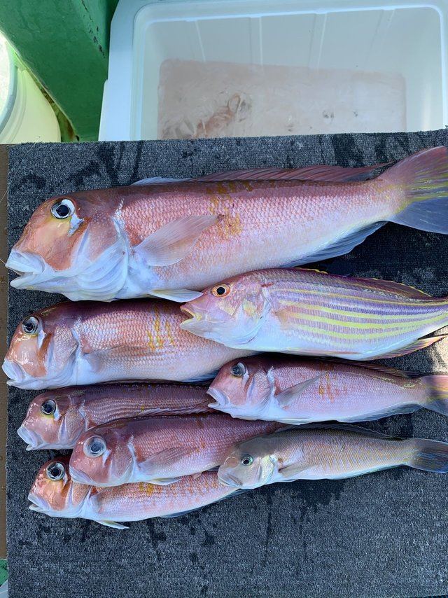 アマダイ(アカアマダイ)