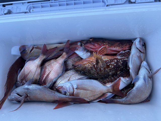 マダイ・ハナダイ(チダイ)