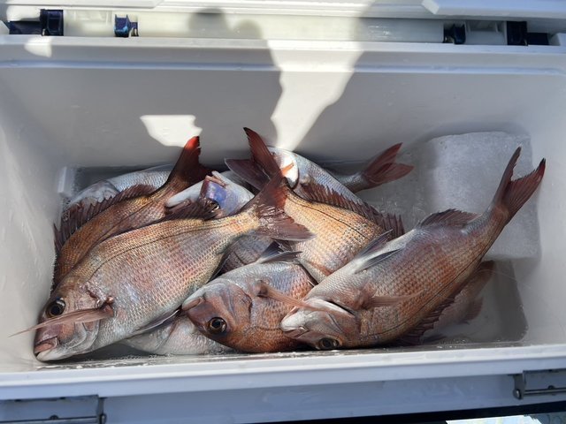 マダイ・ハナダイ(チダイ)