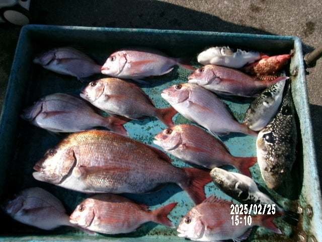 マダイ・トラフグ