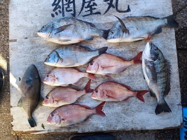 マダイ・クロダイ・ウマヅラハギ