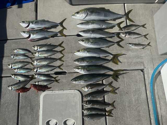 アジ(マアジ)・ハマチ(ブリ)・メジロ(ブリ)・ガシラ(カサゴ)