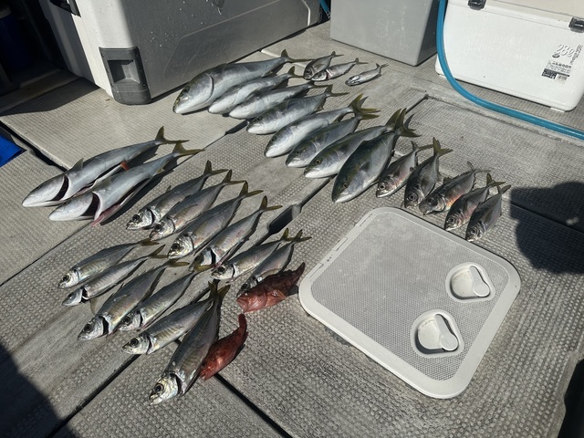 アジ(マアジ)・ハマチ(ブリ)・メジロ(ブリ)・ガシラ(カサゴ)