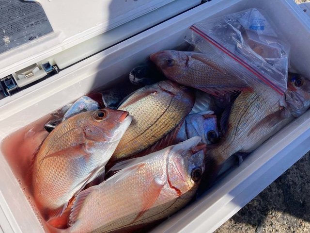 マダイ・ハナダイ(チダイ)