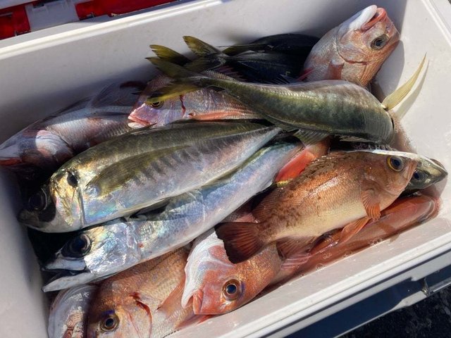 マダイ・ハナダイ(チダイ)・アジ(マアジ)・カサゴ・メバル・ウマヅラ(ウマヅラハギ)・サバ(ゴマサバ)