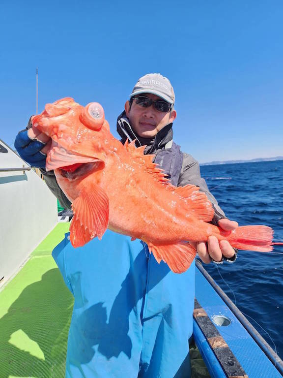 アコウ(キジハタ)