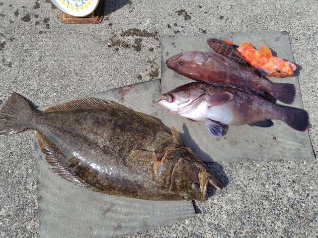 マハタ・アヤメカサゴ・ヒラメ