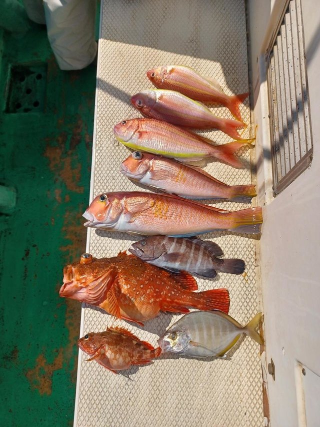 カイワリ・アマダイ(アカアマダイ)・イトヨリ(イトヨリダイ)・ウッカリカサゴ・カナガシラ・ハタ(マハタ)