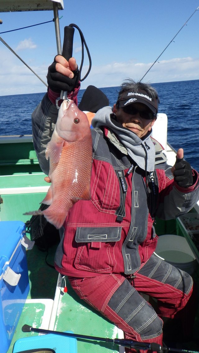 カンダイ(コブダイ)