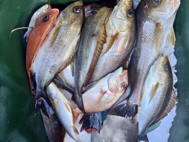 マダイ・イサキ