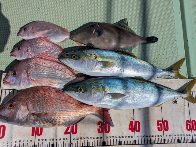 タイ(マダイ)・チダイ・ハマチ(ブリ)